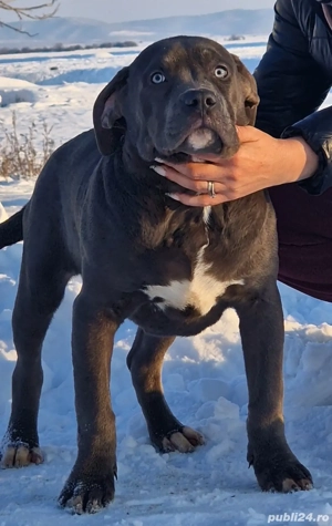 Vand catei American Bully xl  - imagine 2