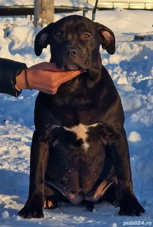 Vand catei American Bully xl  - imagine 3