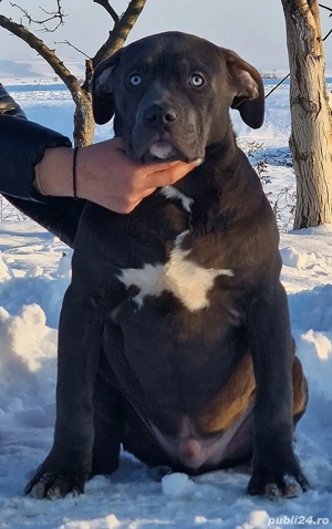 Vand catei American Bully xl  - imagine 4