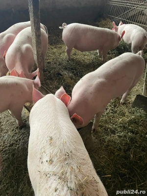  Vand grostei de rasa ! - imagine 2