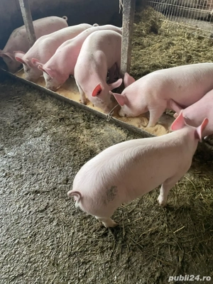  Vand grostei de rasa ! - imagine 5