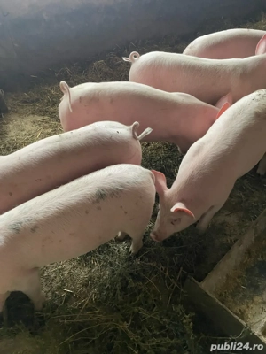  Vand grostei de rasa !