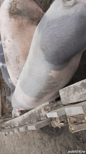 Porci de Vânzare  - imagine 2