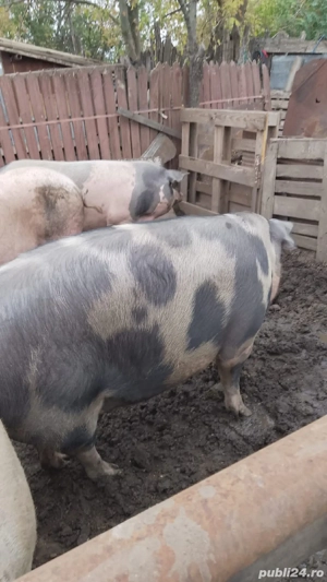 Porci de Vânzare  - imagine 3