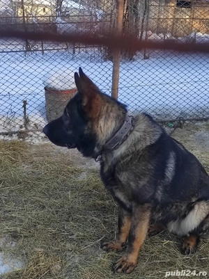 Mascul ciobanesc german linie lucru - imagine 3