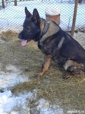 Mascul ciobanesc german linie lucru - imagine 2