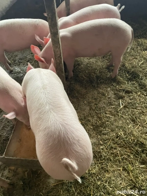 grostei rasa buna  - imagine 2