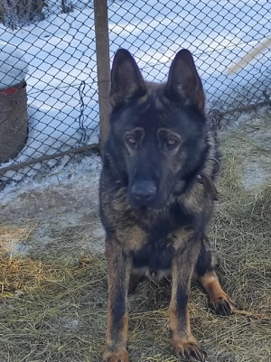 Mascul ciobanesc german linie lucru - imagine 4