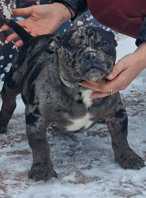 Vand american bully micro  - imagine 2