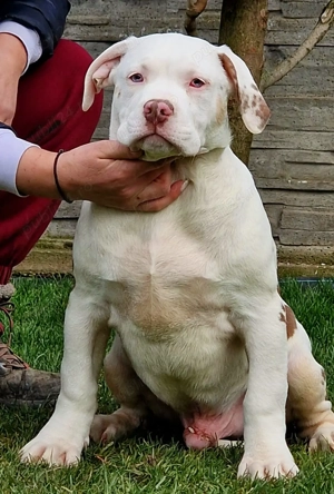 Vand American Bully xl  - imagine 4