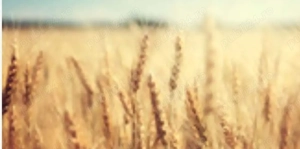 Teren extravilan agricol 7500mp