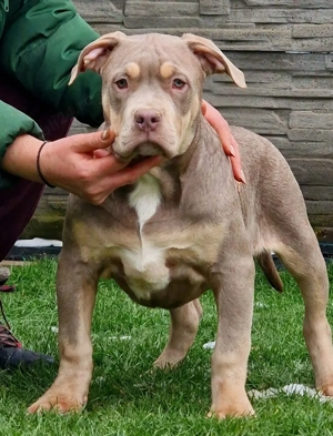 Vand American Bully xl  - imagine 3