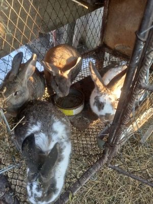 Vand iepuri uriasi german - imagine 2