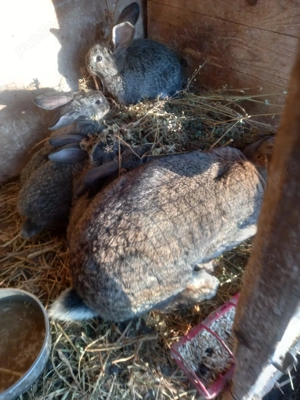 Vand iepuri uriasi german