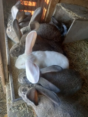 Vand iepuri uriasi german - imagine 4