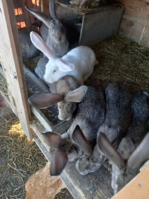 Vand iepuri uriasi german - imagine 3