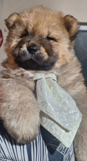  Catei Chow chow - imagine 3