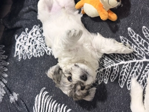 Bichoni de vânzare  - imagine 2