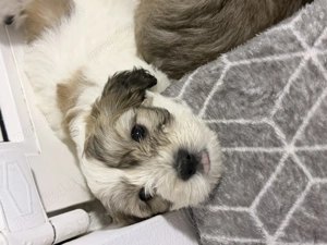 Bichoni de vânzare  - imagine 4