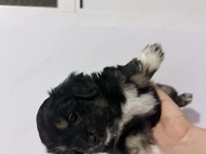 Bichoni de vânzare  - imagine 3