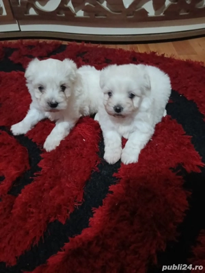 Vand catei bichon maltez