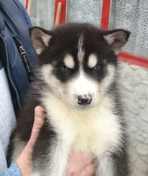 Vand câine husky mascul