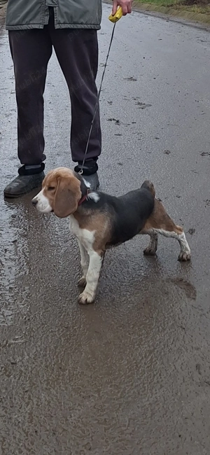 Beagle femela tricolor cu pedigree in varsta de 4 luni! - imagine 2