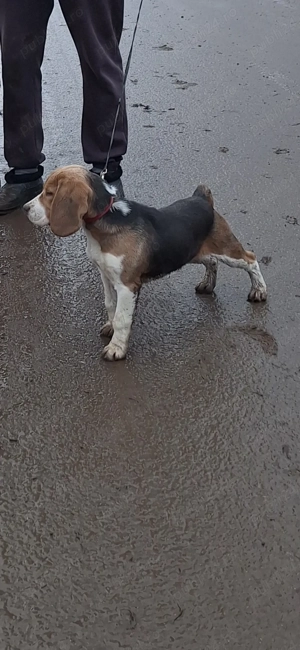 Beagle femela tricolor cu pedigree in varsta de 4 luni!