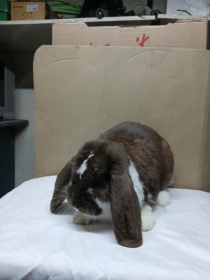 Vand iepuri rasa Berbec German - imagine 3