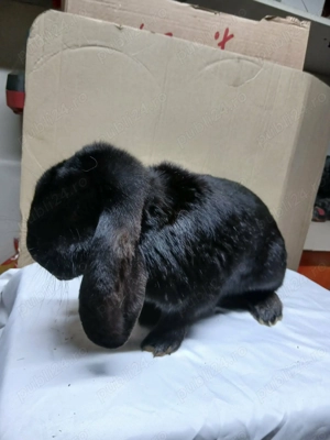 Vand iepuri rasa Berbec German - imagine 2