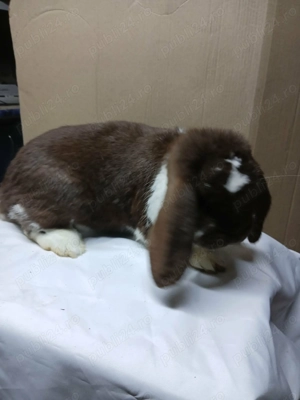 Vand iepuri rasa Berbec German - imagine 5