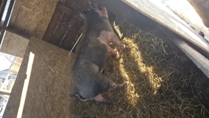 De vânzare scroafa pietrean belgian de reproducere mai mult detalii în privat are în jur de 170 180 