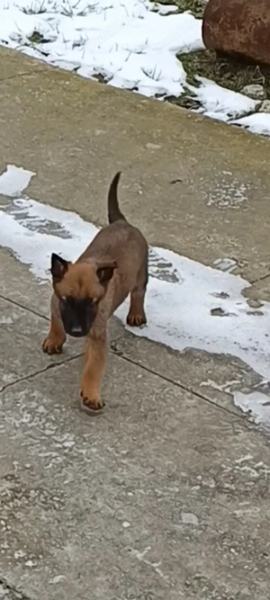 ciobănesc belgian malinois lll ajut cu transport in tara 
