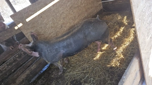 De vânzare scroafa pietrean belgian de reproducere mai mult detalii în privat are în jur de 170 180  - imagine 3