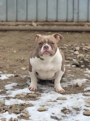 American bully pocket  - imagine 2