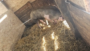 De vânzare scroafa pietrean belgian de reproducere mai mult detalii în privat are în jur de 170 180  - imagine 5