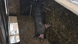 De vânzare scroafa pietrean belgian de reproducere mai mult detalii în privat are în jur de 170 180  - imagine 4