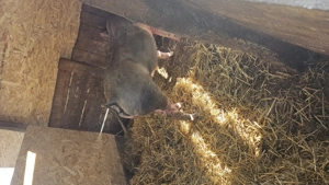 De vânzare scroafa pietrean belgian de reproducere mai mult detalii în privat are în jur de 170 180  - imagine 2