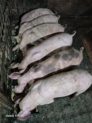 Purcei de casa de vânzare  - imagine 3