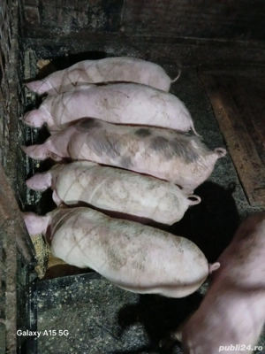 Purcei de casa de vânzare  - imagine 2