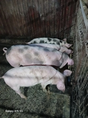 Purcei de casa de vânzare  - imagine 4