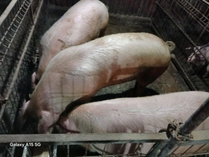 Scroafa gestantă de vânzare  - imagine 3