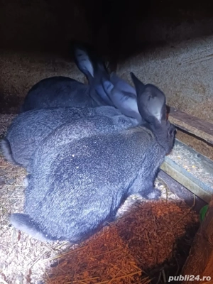 Hicole Francez  - imagine 2