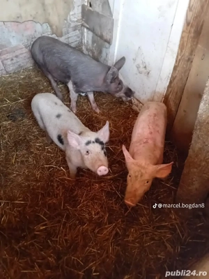 vand purcei  - imagine 2