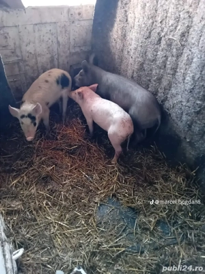 vand purcei  - imagine 3