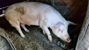 Vand porc  - imagine 2