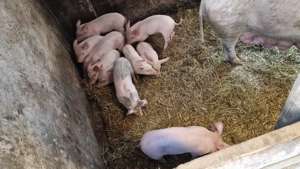 Vand porc  - imagine 2