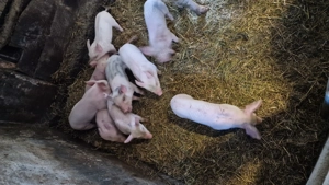 Vand porc  - imagine 5