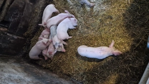 Vand porc  - imagine 3