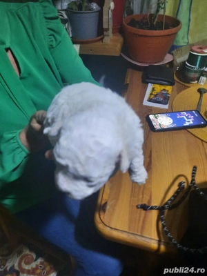 De vinzare doi catelusi bichon frise. - imagine 5